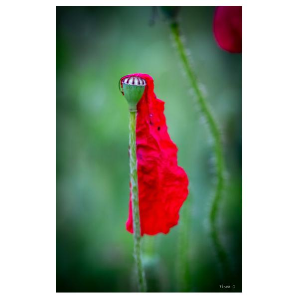 PHOTO84, CLUB, 84 , LUBERON